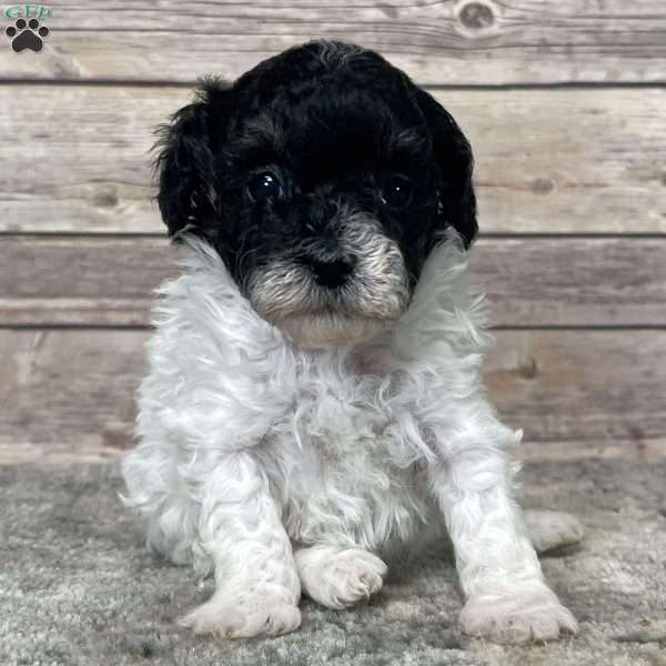 Jessie, Miniature Poodle Puppy
